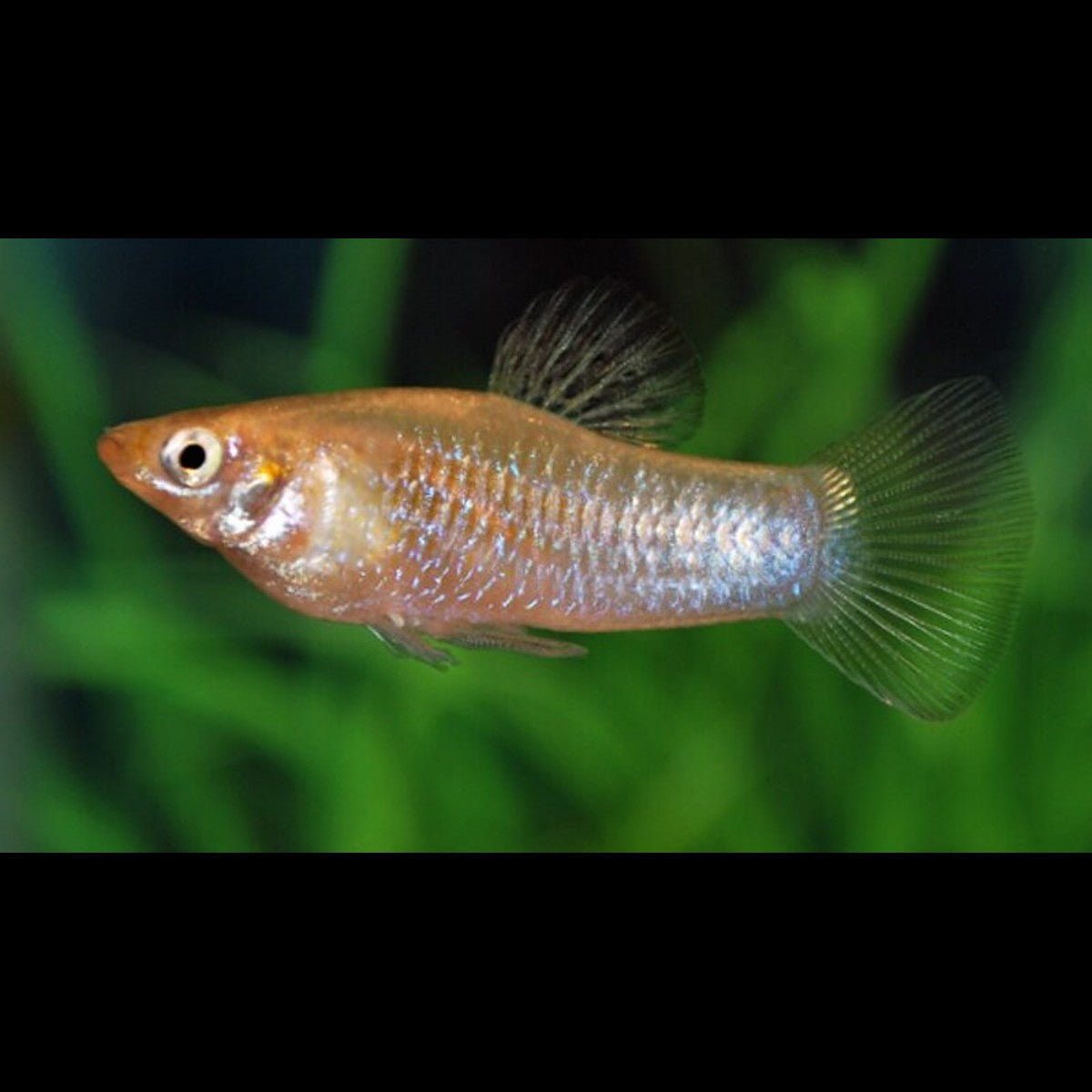 Limia Perugiae (Limia perugiae) – Sur commande