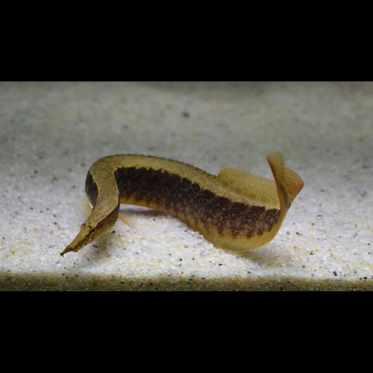 Anguille épineuse circumcinctus sauvage (Macrognathus circumcinctus)