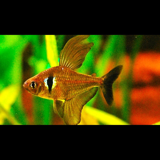 Tétra fantôme noir (Hyphessobrycon megalopterus) – Sur commande
