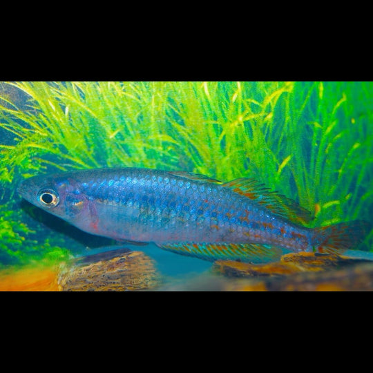 Arc-en-ciel de Parkinson (Melanotaenia parkinsoni) – Sur commande