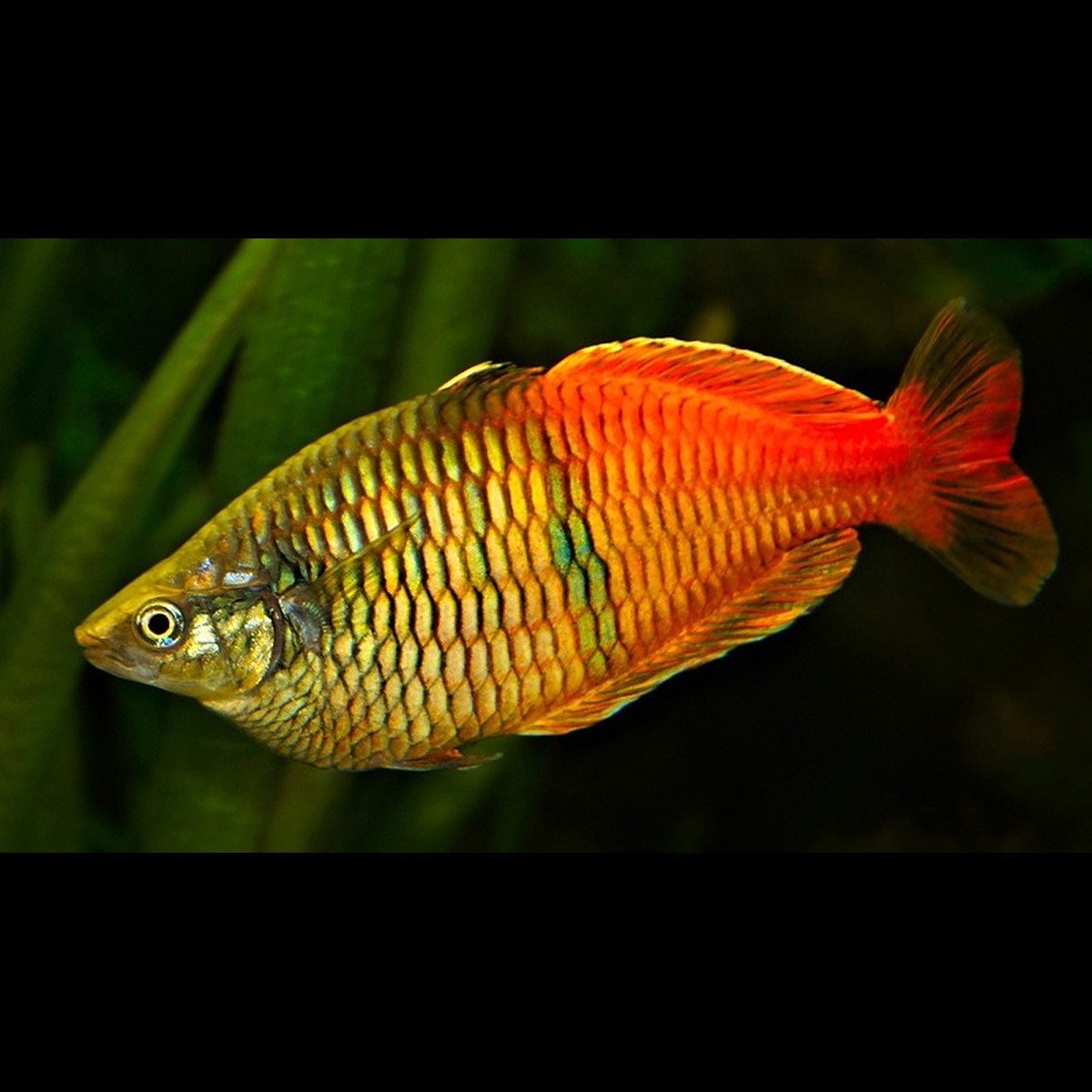 Arc-en-ciel de Boeseman (Melanotaenia boesemani) – Sur commande