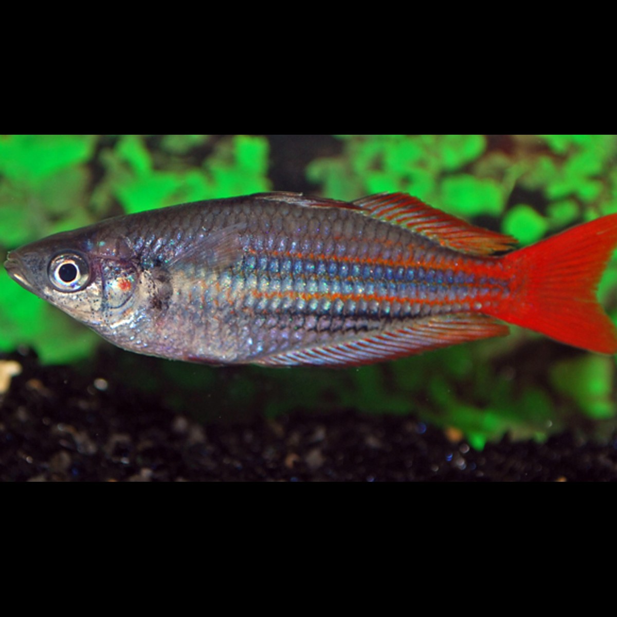 Arc-en-ciel australis (Melanotaenia australis) – Sur commande