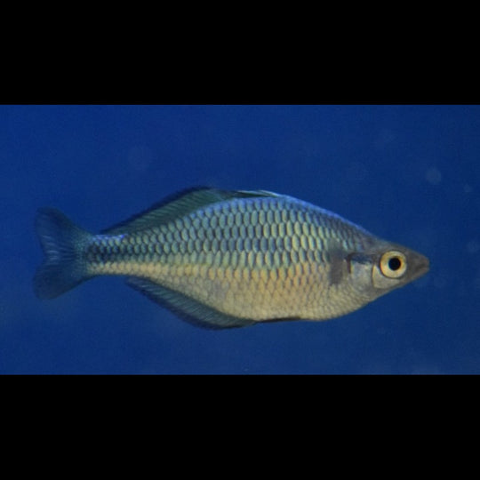 Arc-en-ciel turquoise (Melanotaenia lacustris) – Sur commande