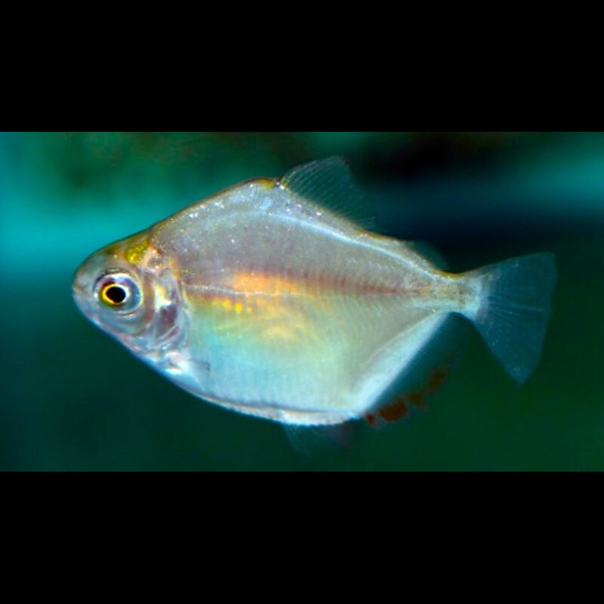 Metynnis argenté (Metynnis argenteus) – Sur commande