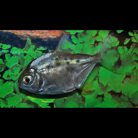 Poisson dollar ponctué (Metynnis maculatus) – Sur commande