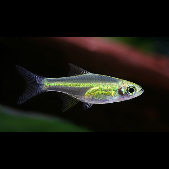 Rasbora émeraude (Microdevario kubotai) – Sur commande