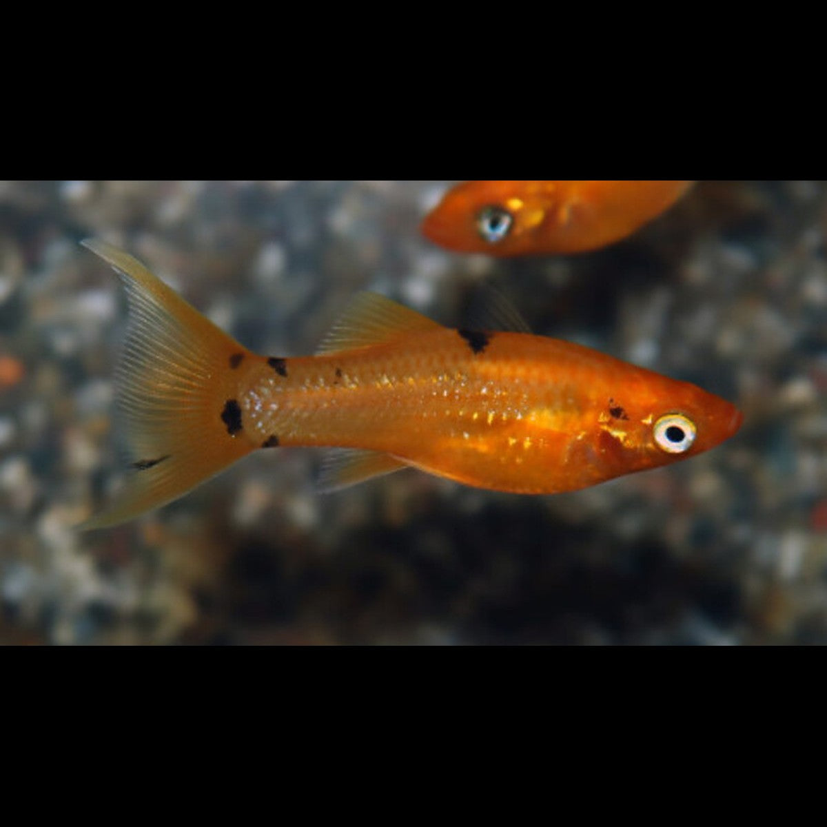 Molly Golddust Voile (P. sphenops golddust longfin) – Sur commande – par 10