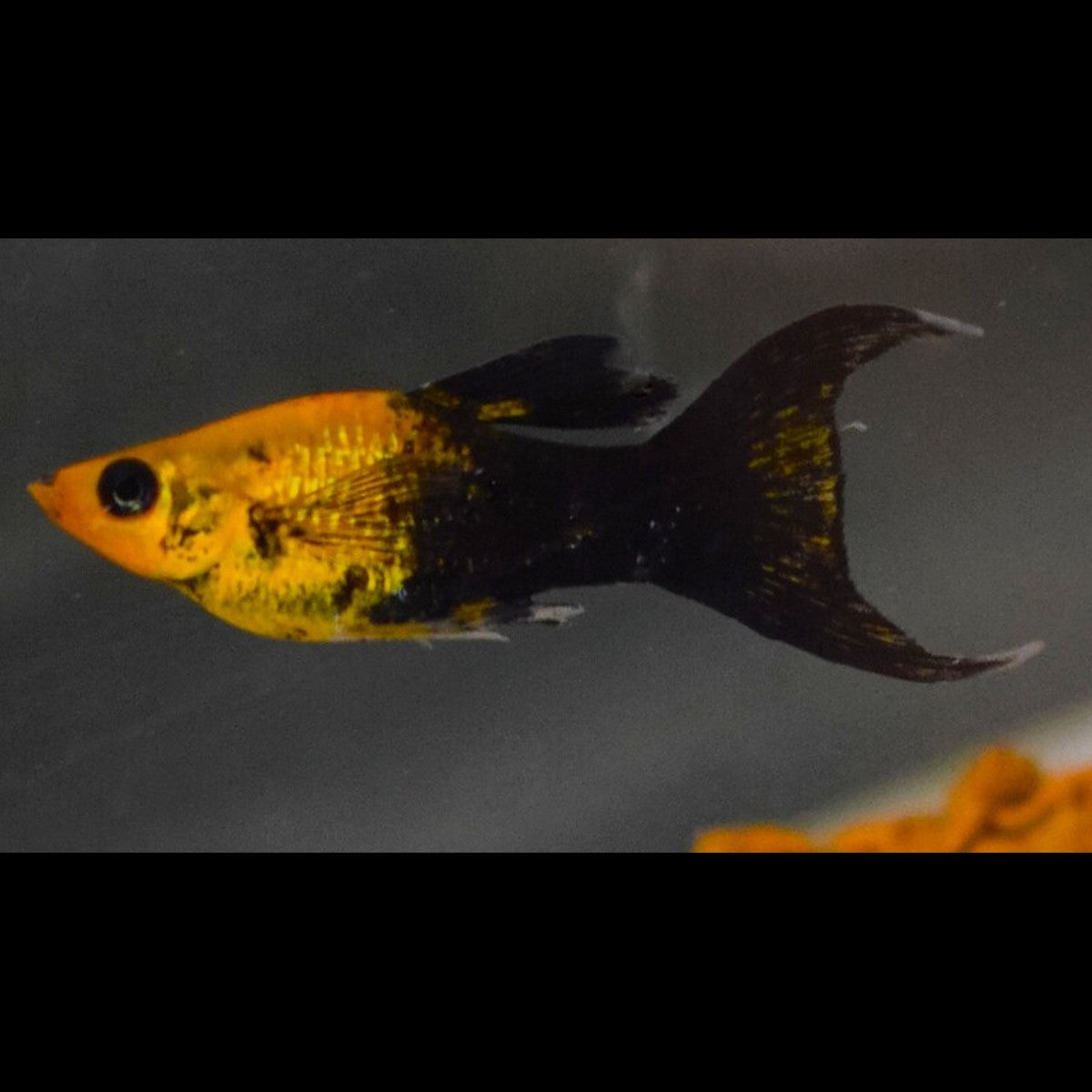 Molly Golddust Tuxedo Voile (P. sphenops golddust tuxedo longfin) â Sur commande â par 10