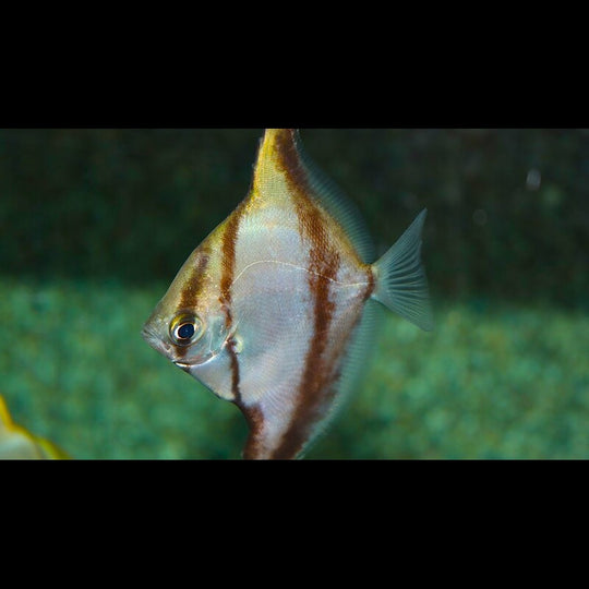 Poisson-lune d'Afrique (Monodactylus sebae) – Sur commande