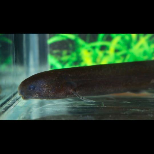 Isichthys Henryi sauvage (Isichthys henryi) – Sur commande
