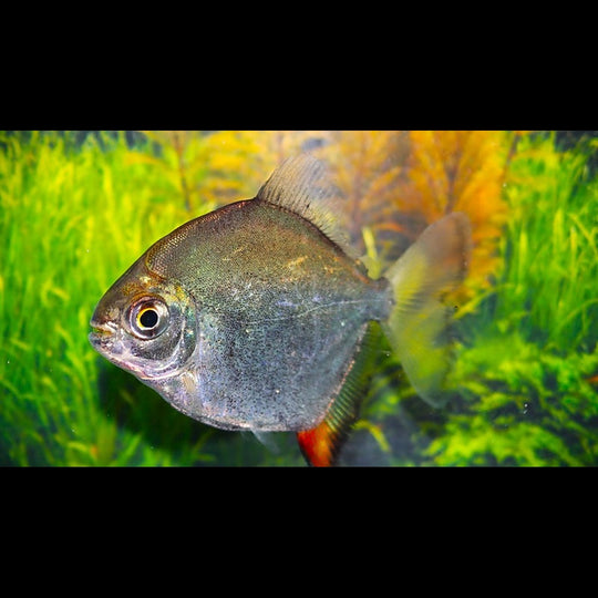 Pacu à crochet rouge sauvage (Myloplus rubripinnis) – Sur commande