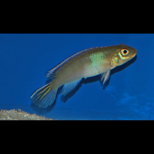 Cichlidé nain du Congo bleu sauvage (Nanochromis parilus) – Sur commande
