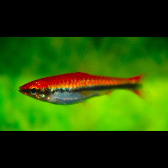 Poisson-crayon doré rouge (Nannostomus beckfordi « red ») – Sur commande