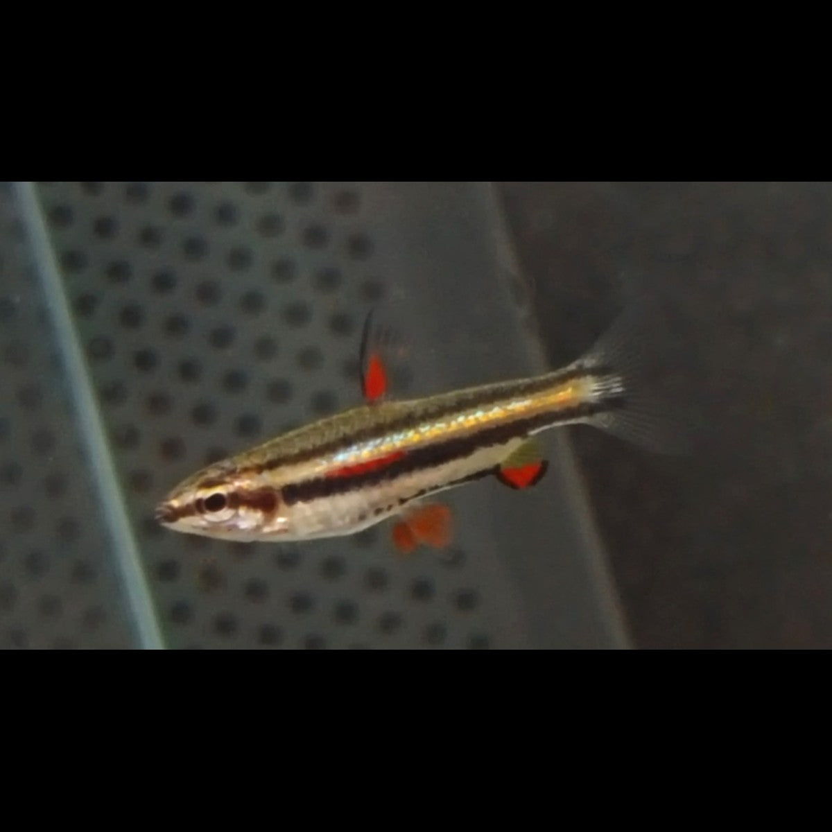 Poisson-crayon nain sauvage (Nannostomus marginatus)