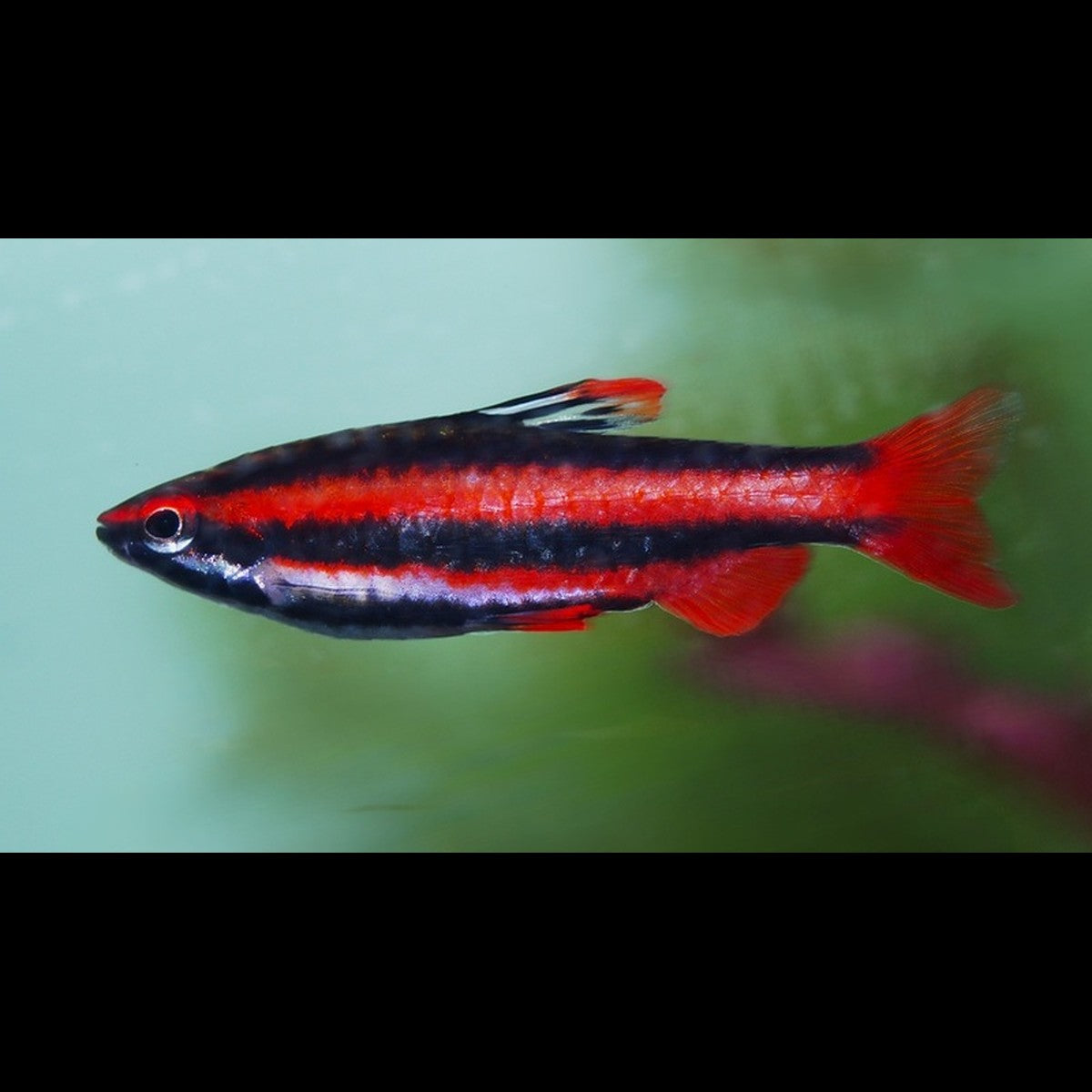 Poisson-crayon rouge corail sauvage (Nannostomus mortenthaleri)
