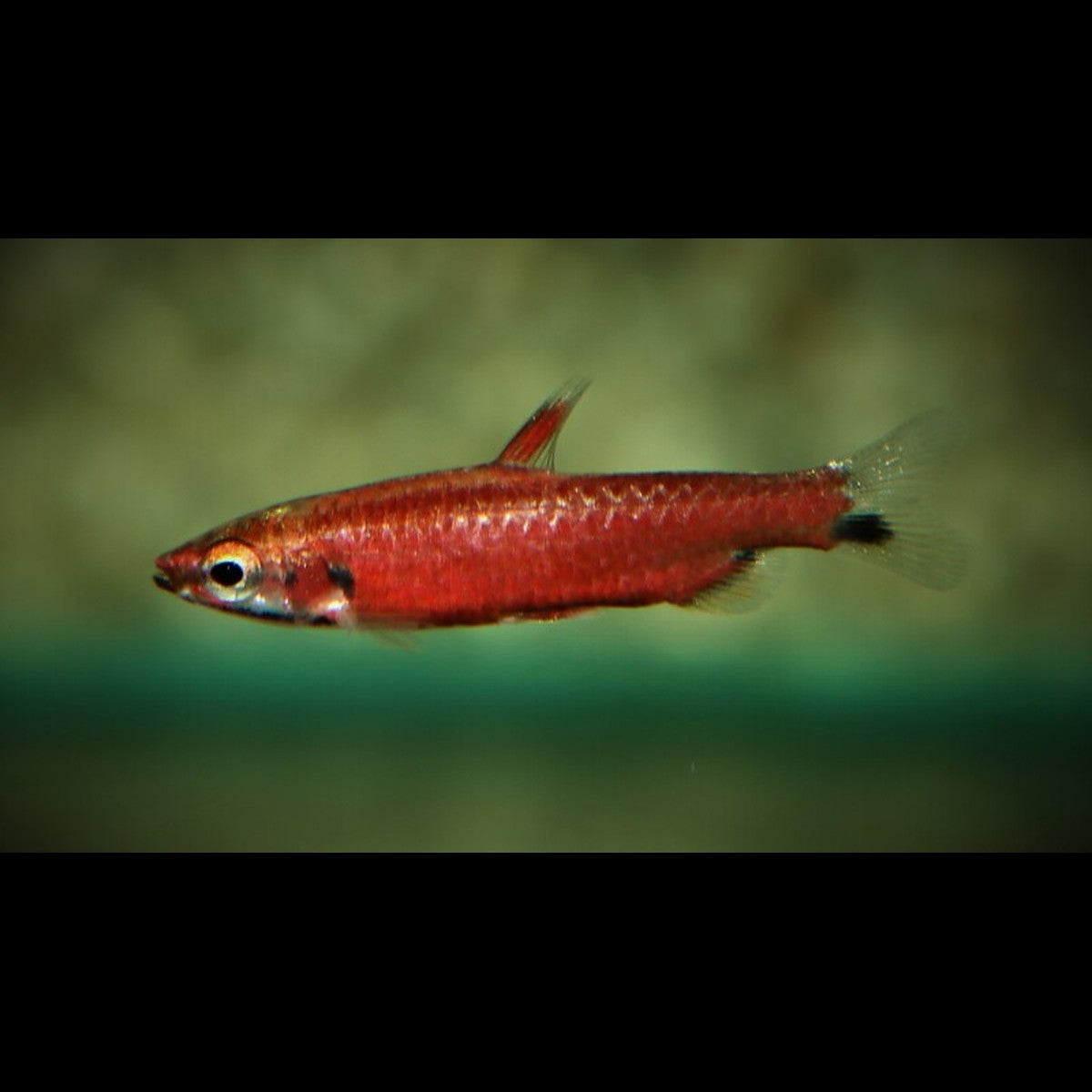 Poisson-crayon super rouge Cenepa sauvage (Nannostomus amaya)