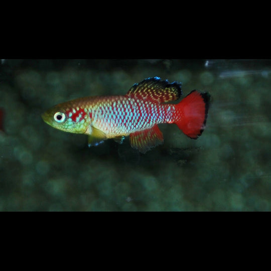 Nothobranche DE Guenther (Nothobranchius guentheri) – Sur commande