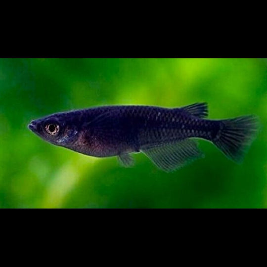 Médaka NOIR (Oryzias latipes black medaka) – Sur commande