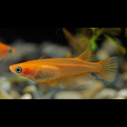Médaka Orange (Oryzias latipes orange) – Sur commande