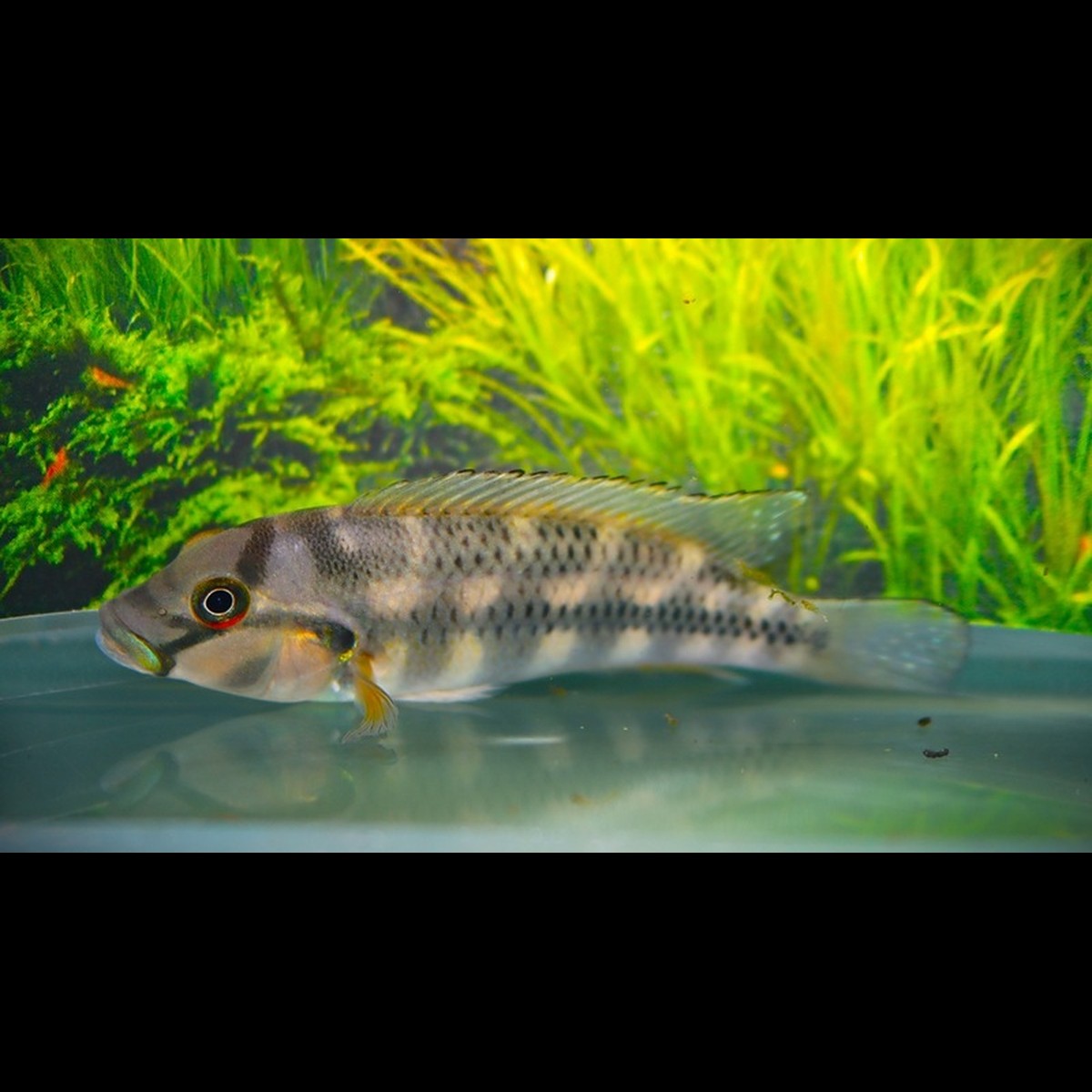 Cichlidé stormsi sauvage (Orthochromis stormsi) – Sur commande