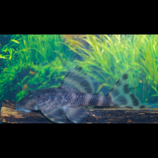 Pléco clown L206 sauvage (Panaqolus sp. L206) – Sur commande