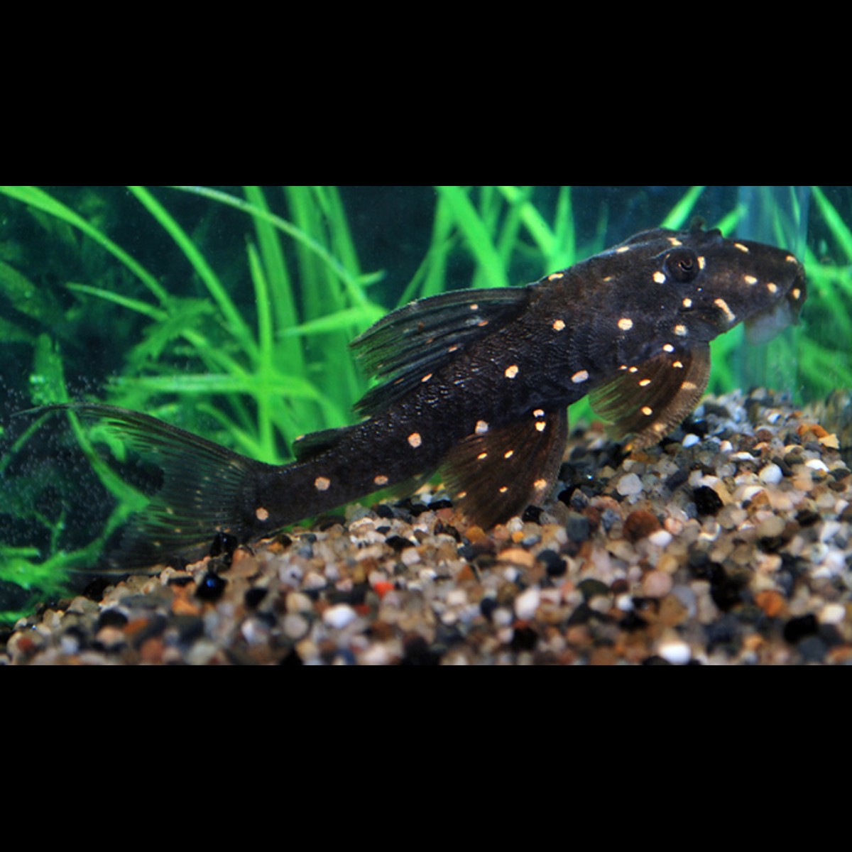 Pléco à points moutarde LDA031 sauvage (Panaqolus albomaculatus) – Sur commande