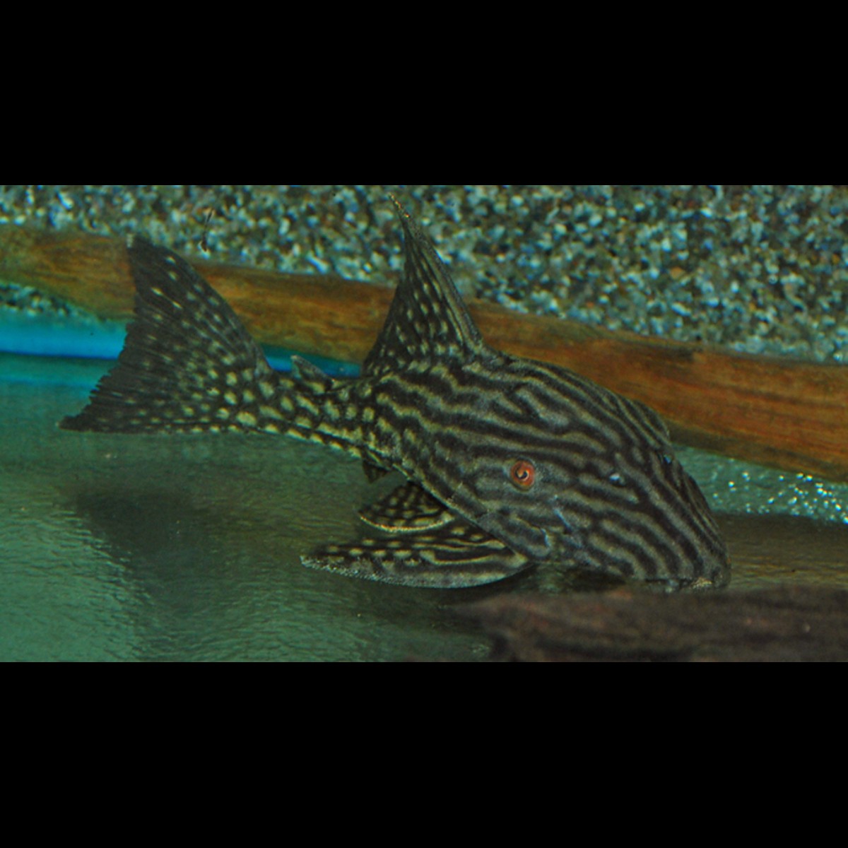 Pléco pastèque L330 sauvage (Panaque nigrolineatus laurafabianae) – Sur commande