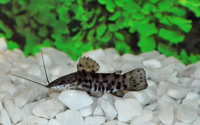 MEGALECHIS THORACATA