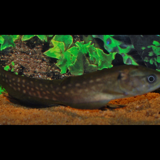 Poisson Couteau AFER sauvage (Papyrocranus afer) – Sur commande
