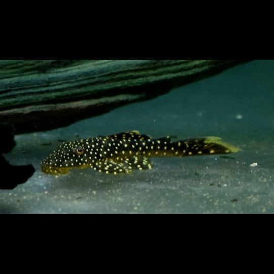 Pléco à nombreux points L067 sauvage (Pseudancistrus asurini) – Sur commande
