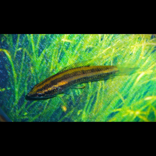 Gourami réglisse de Linke sauvage (Parosphromenus linkei) – Sur commande