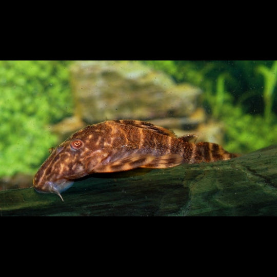 Pléco clown L104 sauvage (Panaqolus maccus) – Sur commande