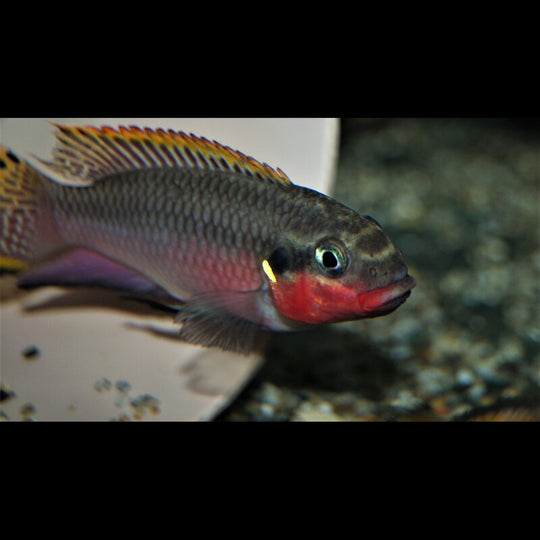 Pelmato taeniatus Nigeria Red (Pelvicachromis taeniatus « Nigeria Red ») – Sur commande