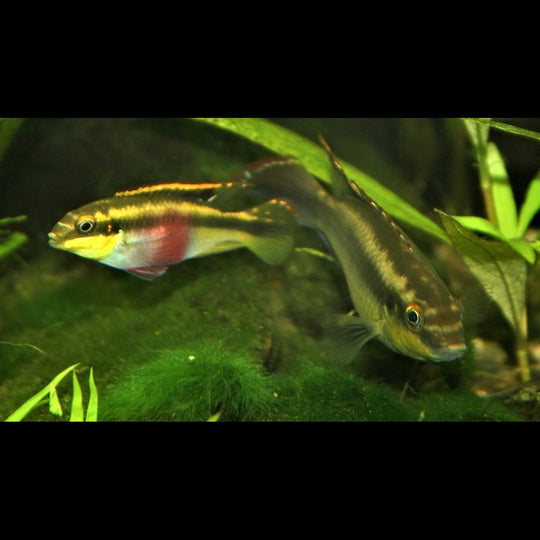 Pelmato (Pelvicachromis pulcher) – Sur commande