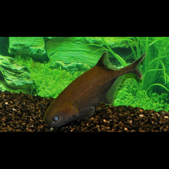 Poisson-éléphant Bovei sauvage (Petrocephalus bovei guineensis) – Sur commande