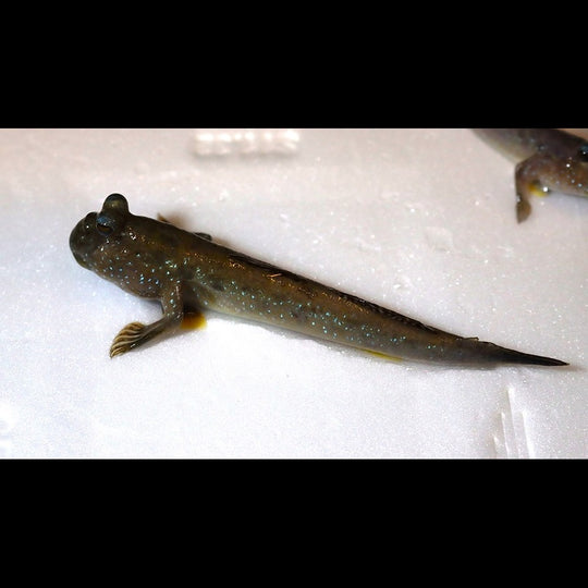 Périophtalme argenté sauvage (Periophthalmus argentilineatus) – Sur commande