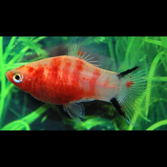 Platy Bleeding Heart (Xiph. MAC. bleeding heart) – Sur commande – par 10