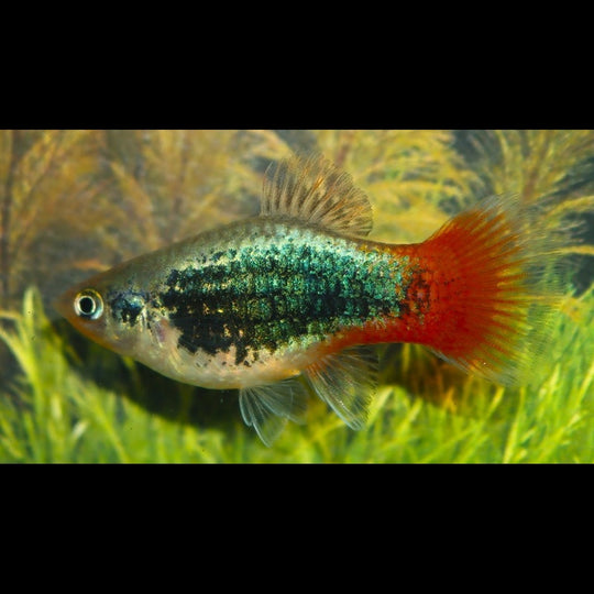 Platy Tuxedo BLEU Queue Rouge (Xiph. MAC. blue tuxedo redtail) – Sur commande – par 10