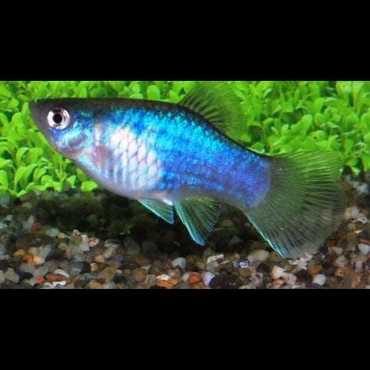 Platy BLEU (Xiph. MAC. blue) – Sur commande – par 10