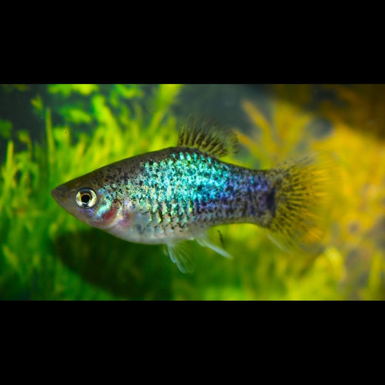 Platy NÉON BLEU Spotted (Xiph. MAC. neon blue spotted) – Sur commande – par 10