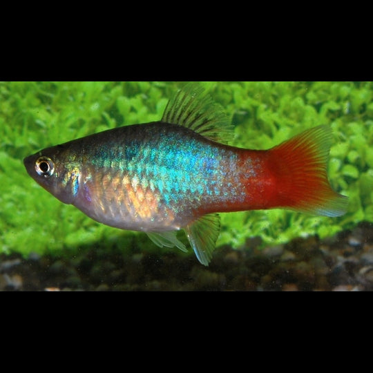 Platy BLEU Redtail (Xiph. MAC. blue redtail) – Sur commande – par 10