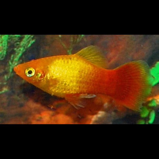 Platy NÉON Marigold (Xiph. MAC. neon marigold) – Sur commande – par 10