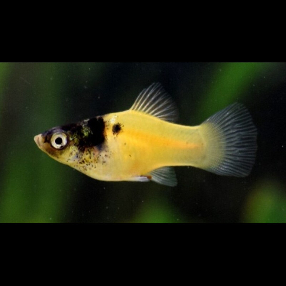 Platy DORÉ Marbre (Xiph. MAC. bumble bee) – Sur commande – par 10