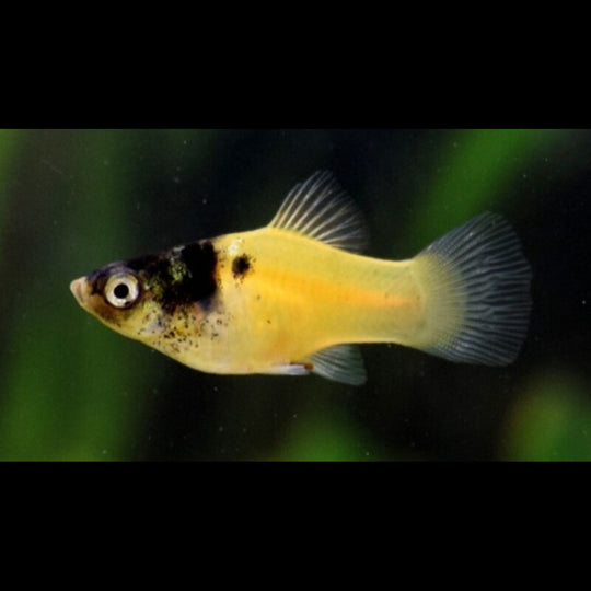 Platy DORÉ Marbre (Xiph. MAC. bumble bee) – Sur commande – par 10