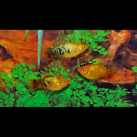 Platy NÉON DORÉ Spotted (Xiph. MAC. neon gold spotted) – Sur commande – par 10