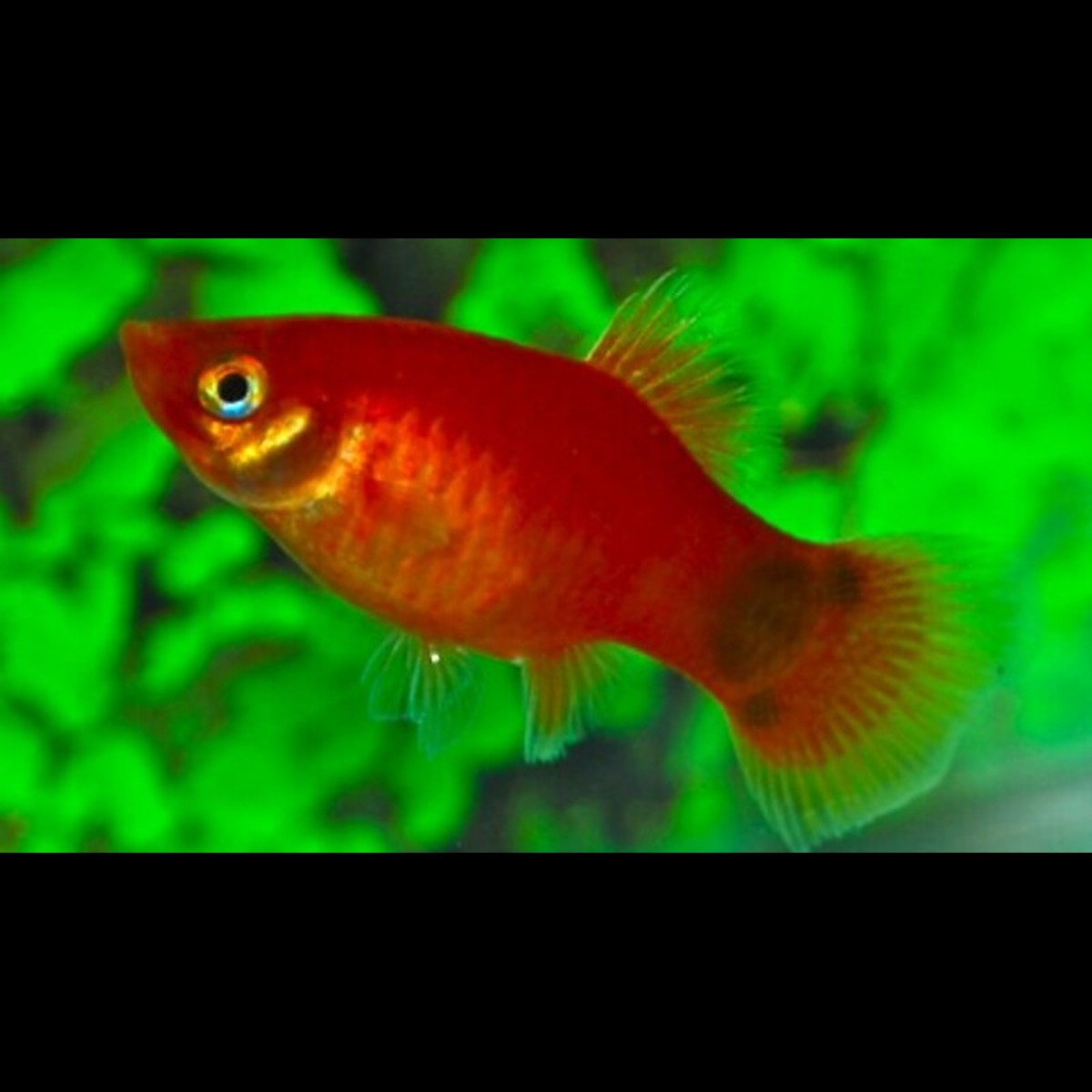 Platy Rouge Mickey (Xiph. MAC. red mickey) – Sur commande – par 10