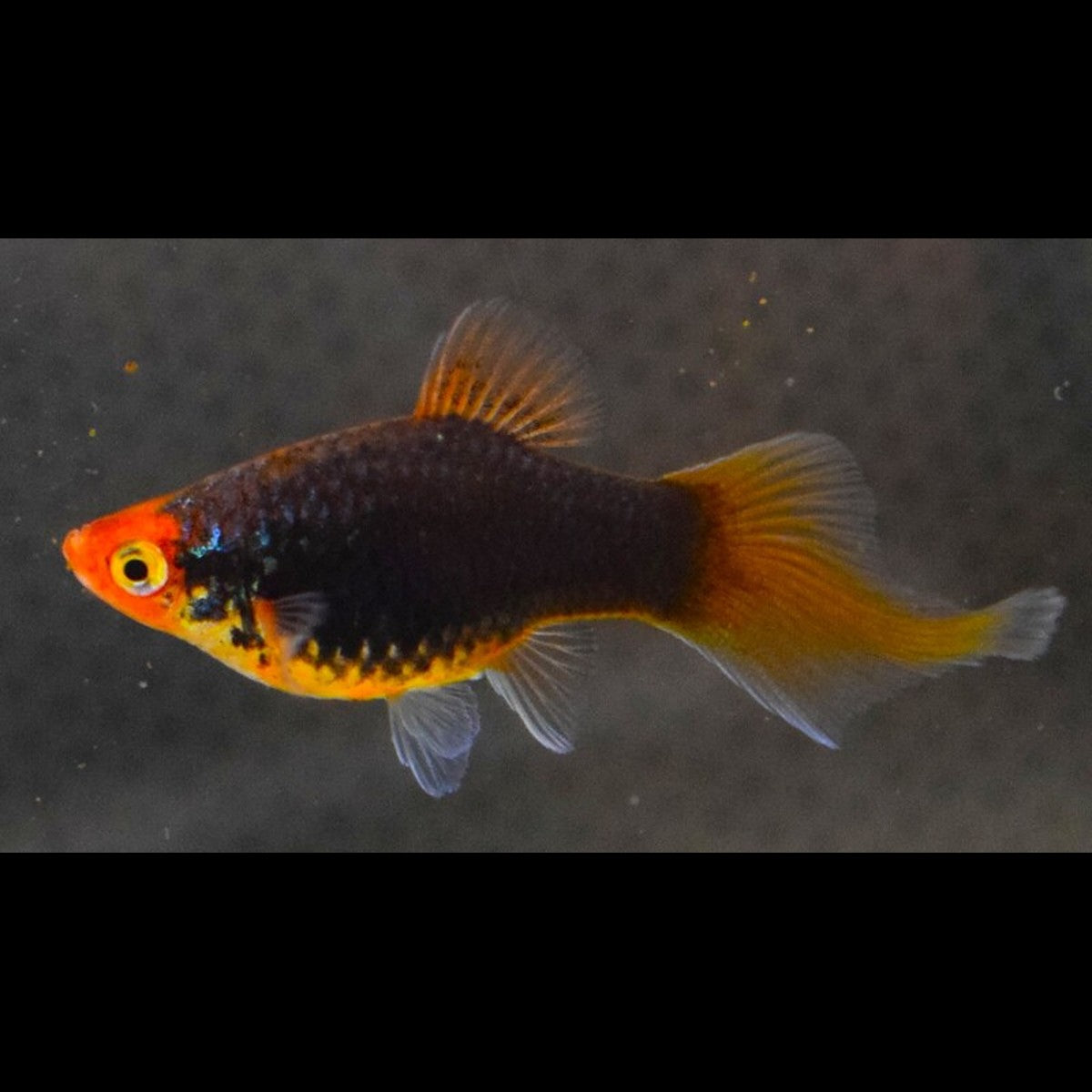 Platys spitz assortis (Xiphophorus maculatus « spitz » (mix))