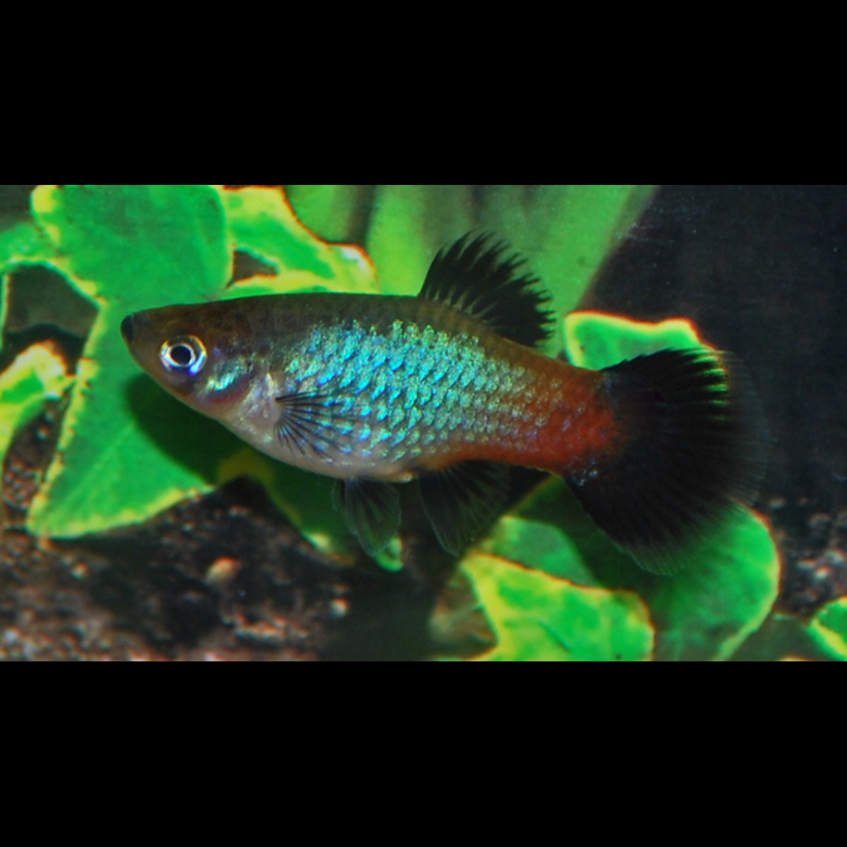 Platy Rainbow (Xiph. MAC. rainbow) – Sur commande – par 10