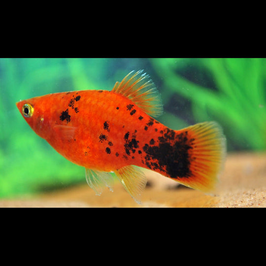Platy Rouge Spotted (Xiph. MAC. red spotted) – Sur commande – par 10