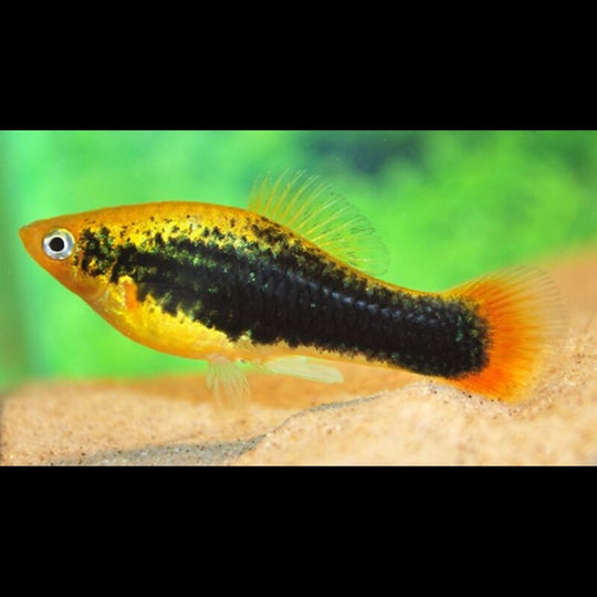 Platy Variatus Hawaii (Xiph. variatus hawaii) – Sur commande – par 10
